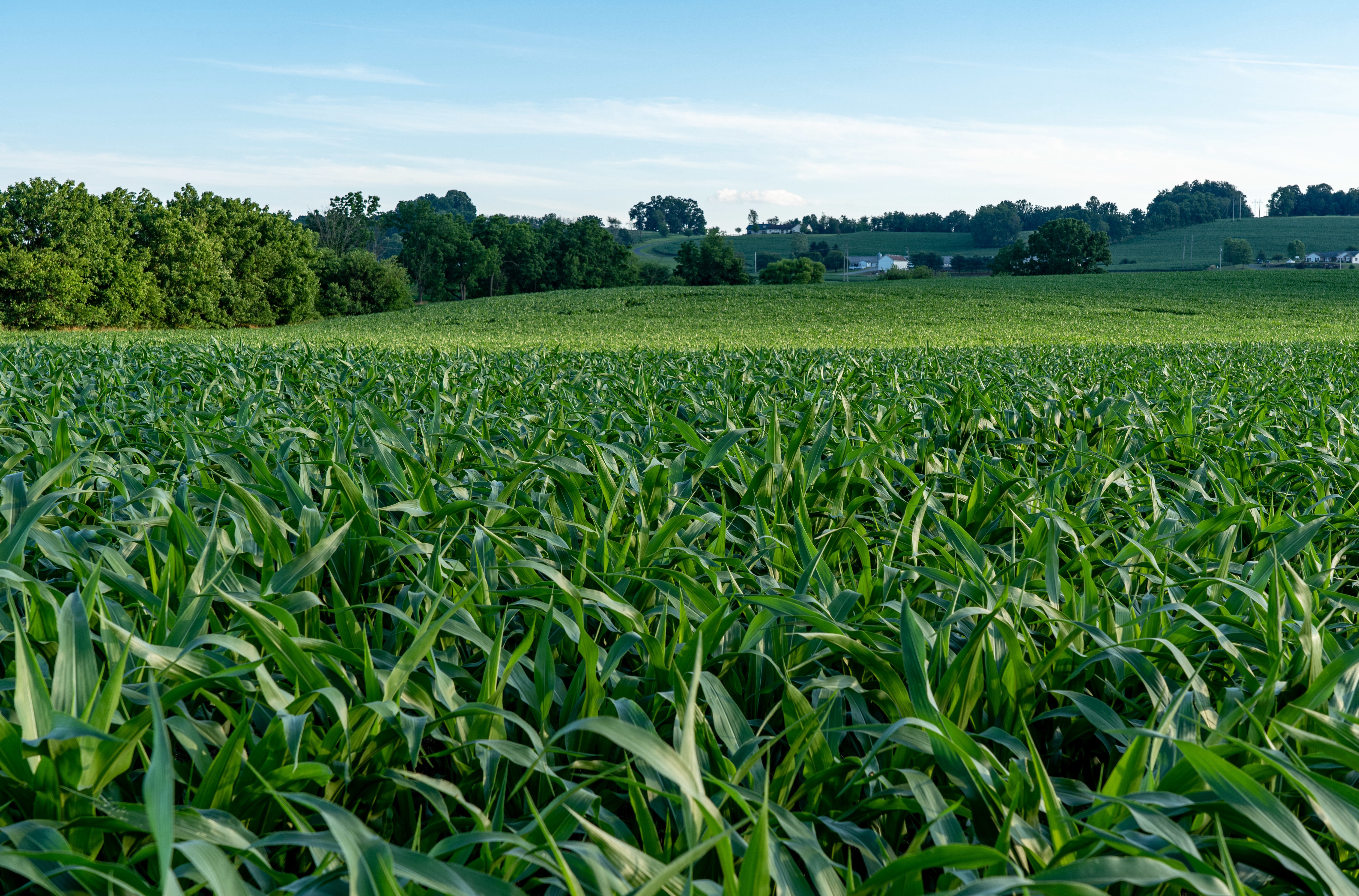 Agriculture background